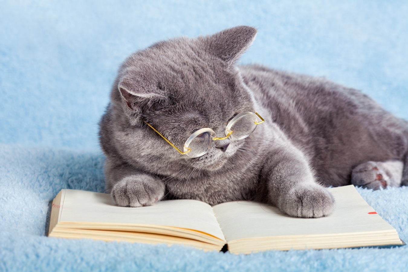 A blue british business cat wearing glasses reading notebook (bo