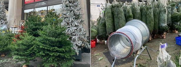 フランスのクリスマスツリー売場
