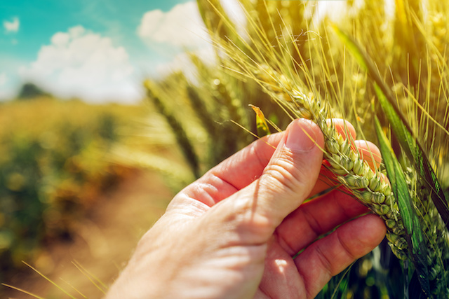 フランス「おしっこを肥料に」環境にやさしい小麦作り　パリ郊外の農家で成果　