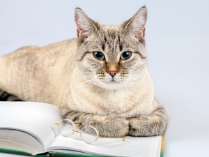 動物の名前を使った「面白いフランス語の表現」