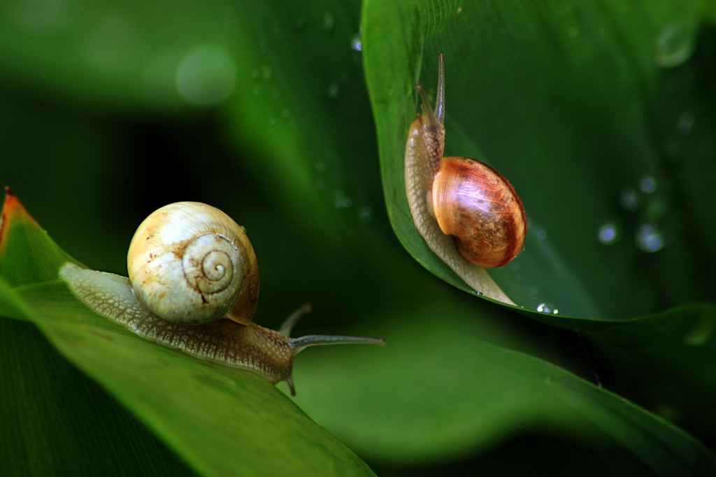 Snails in natural environment