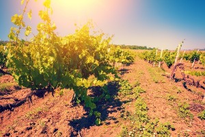 フランスのワイン産地が有名になった理由とは？ワインの法律って何？