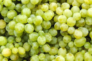 味の違いを知ろう！代表的なブドウ３品種をご紹介＜白ワイン編＞