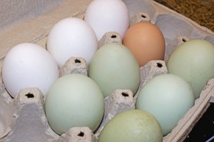 汚染された卵を輸入、すでに流通の可能性も　フランス企業5社