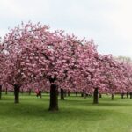 フランス 花見 桜