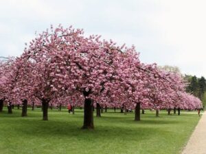 フランス　花見　桜