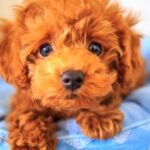 フランス　ペット