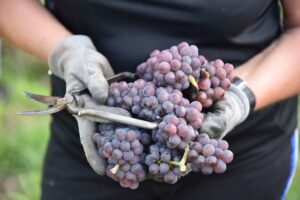 フランスワイン　猛暑、干ばつ、2022年ブドウの収穫は？