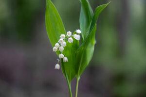 フランス　メーデーにパン屋は働くべきか？